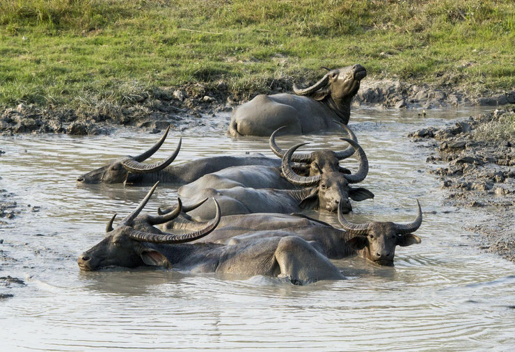 buffle asie buffle d'eau fiche animaux