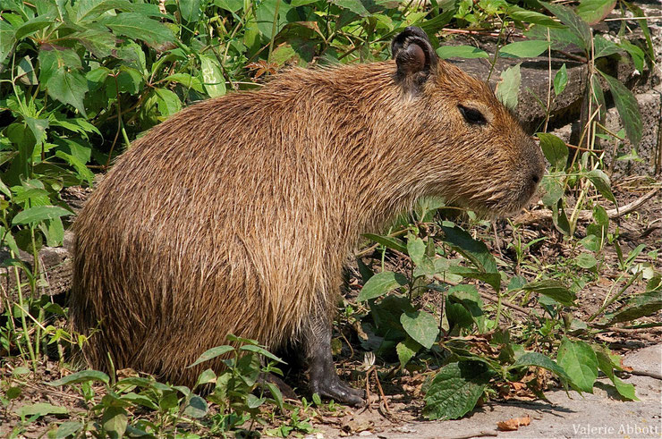 capybara cabiaï fiche animaux rongeur animal fact 