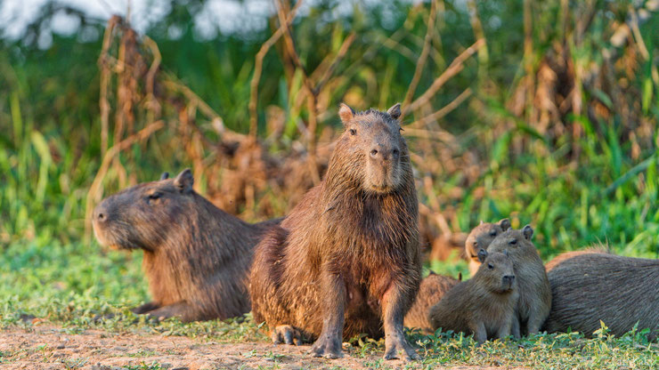 capybara cabiai famille bebe parent