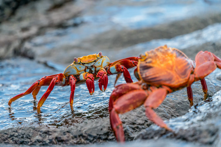 combat de crabe rouge de rocher grapsus grapsus iles galapagos