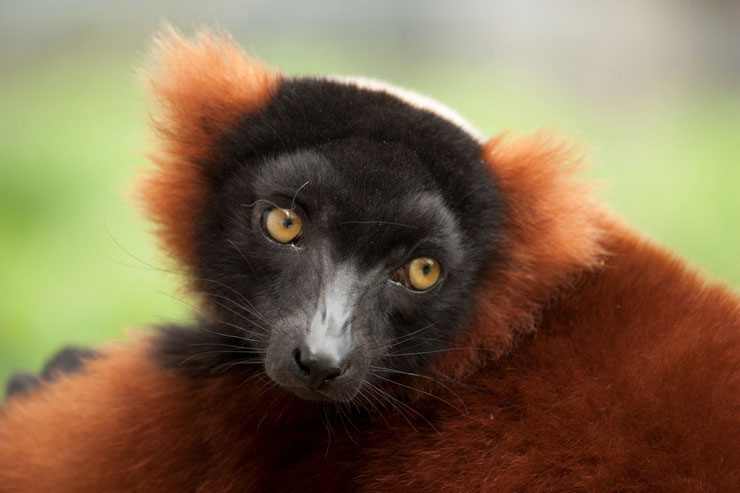 fiche identité animaux maki vari roux madagascar red ruffed lemur