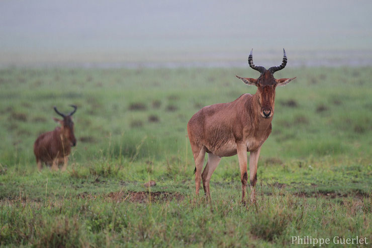 les antilopes d'Afrique bubale de coke fiches animaux thematique habitat repartition poids taille alimentation reproduction