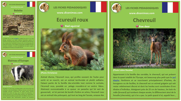 fiches animaux pedagogiques pdf à imprimer et à telecharger devoir maison expose ecureuil chevreuil blaireau belette