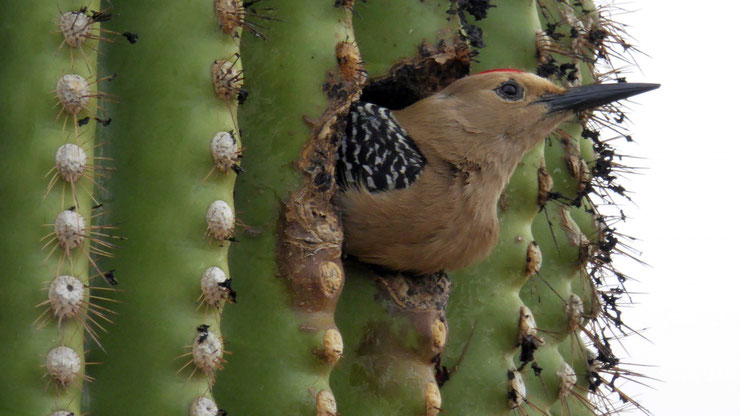 pic flamboyant fiche animaux oiseaux colaptes auratus animal factq bird