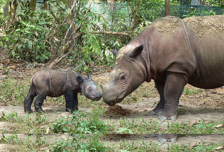 rhinoceros de sumatra fiche animaux indonesie animal fact sumatran rhinoceros