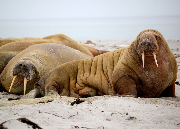 morse fiche animaux mammiferes marin walrus animal fact sealife 