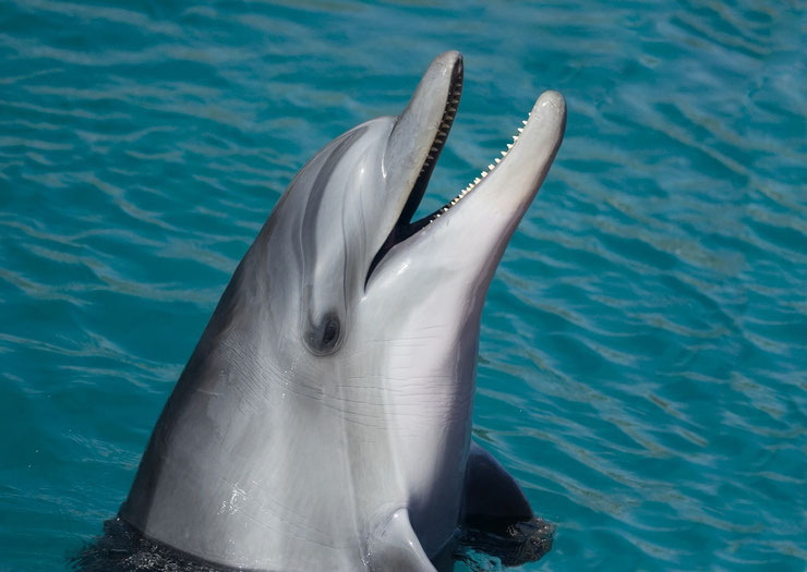 dauphin souffleur grand flipper fiche animaux mammiferes marins tursiop animal facts bottlenose dolphin