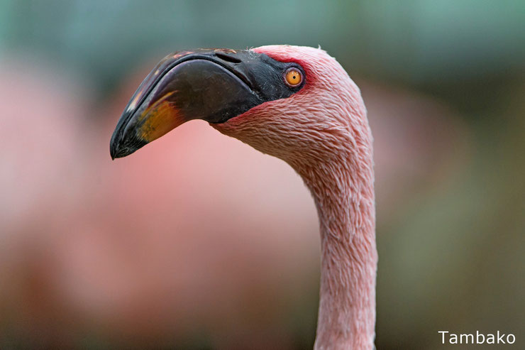 flamant nain fiche oiseaux lesser flamingo