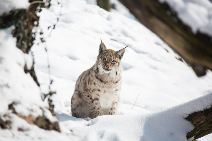 lynx dans la neige animaux animal bobcat felins sauvages