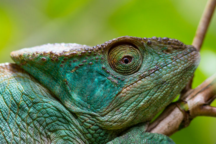 Pourquoi certains animaux changent de couleur ? Les secrets de la chromatophorie