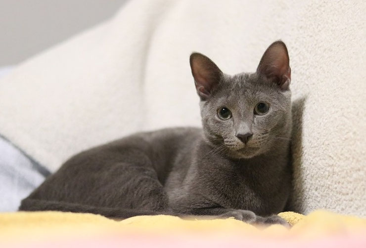 bleu russe fiche chat race caractere comportement origine poil sante robe 