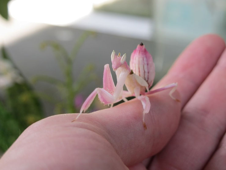 mante fleur ou mante orchidee fiche animal étrange indonésie