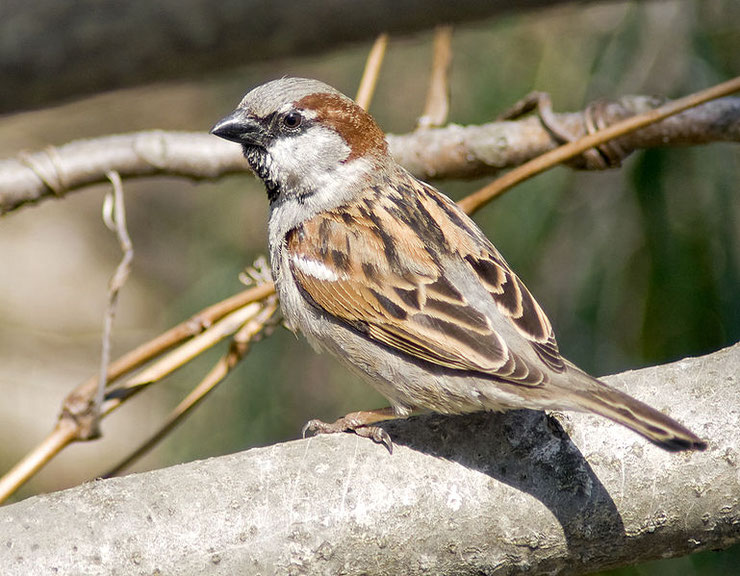 les oiseaux de nos jardins et de nos villes le moineau domestique