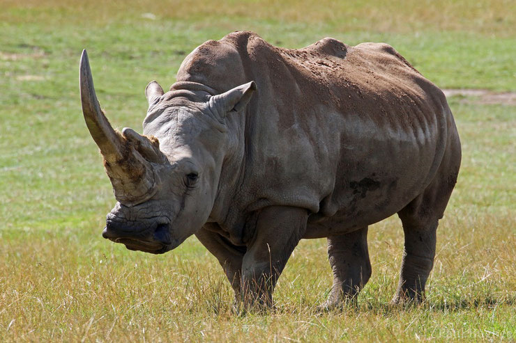 rhinoceros blanc