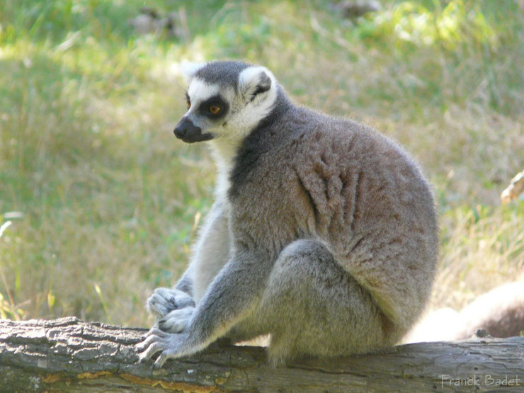 Les animaux de Madagascar - Dictionnaire des Animaux - Diconimoz