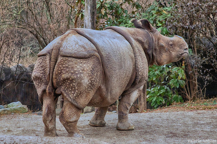 rhinoceros indien fiche liste des animaux de l'inde