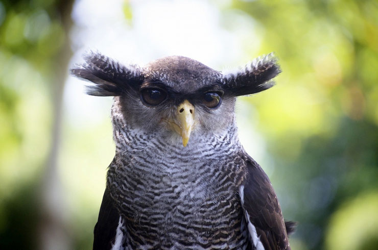 grand duc bruyant fiche animaux oiseaux indonesie habitat distribution