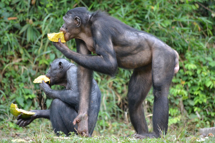 fiche animaux singes bonobo primates hominides afrique animal facts monkey