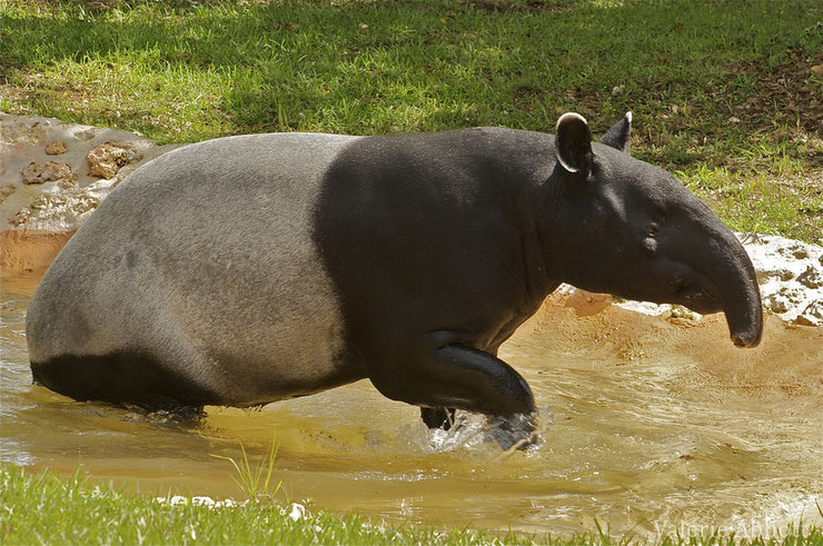 tapir de Malaisie exploitation huile de palme danger d'extinction espèces menacées