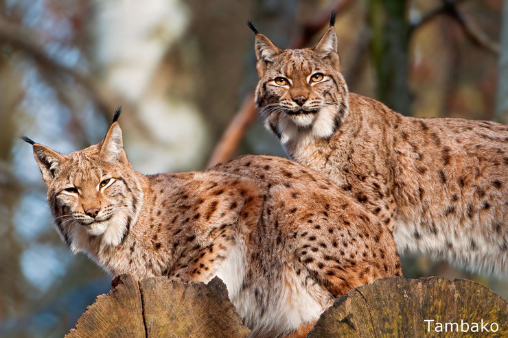 couple de lynx boréal