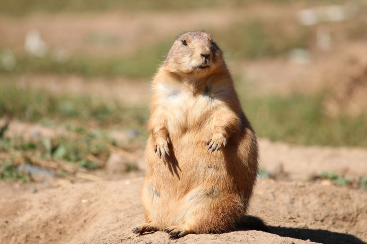 chien de prairie amerique du nord fiche animaux sciurides animal fact prairie dog north america