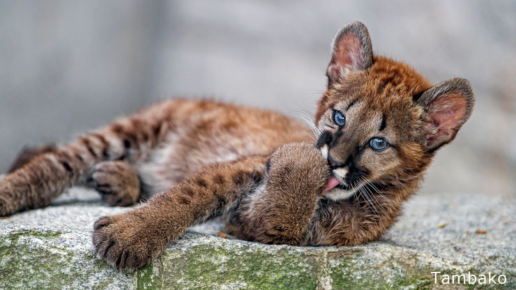 bebe puma cougar animaux animals cute cub moutain lion mignon