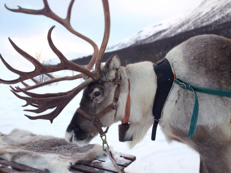 fiche animaux renne caribou