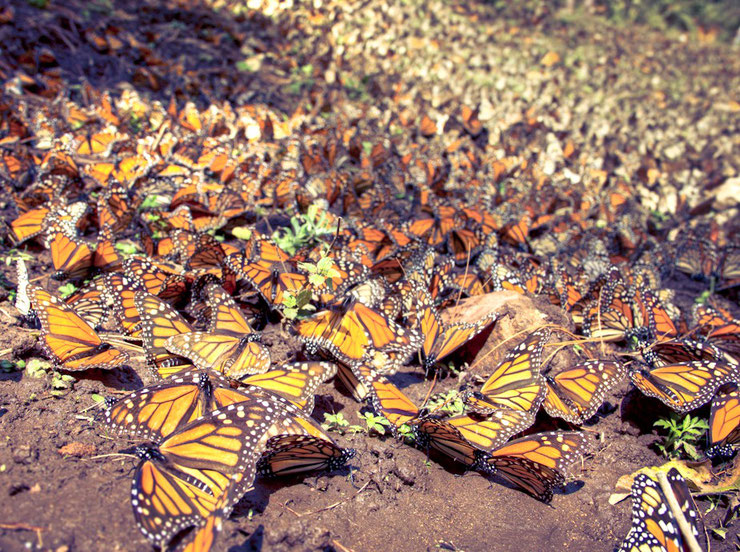 migration de monarque papillon nuee amerique du nord