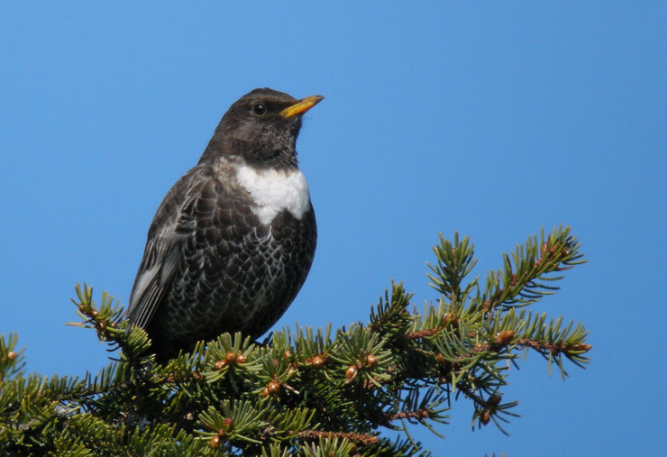 merle a plastron turdus torquatus ring ouzel fiche identification 