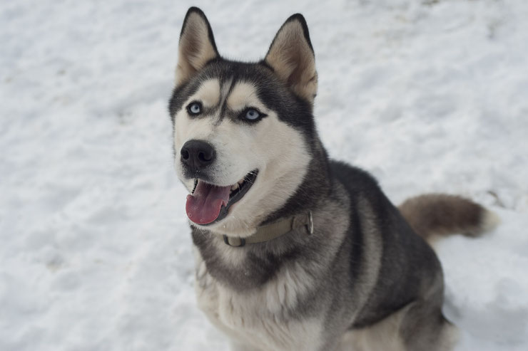 husky de Sibérie chien de traineaux