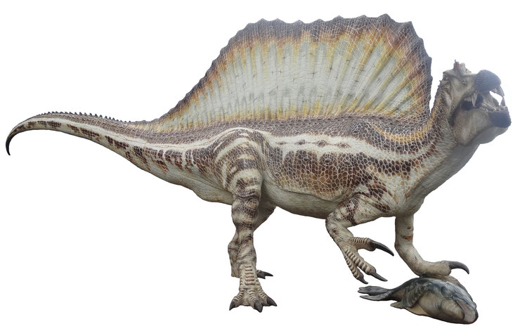 spinosaurus dinosaure semi aquatique