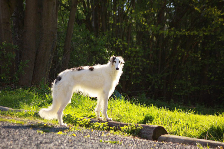 barzoi fiche chien animaux caractere comportement origine poil couleur