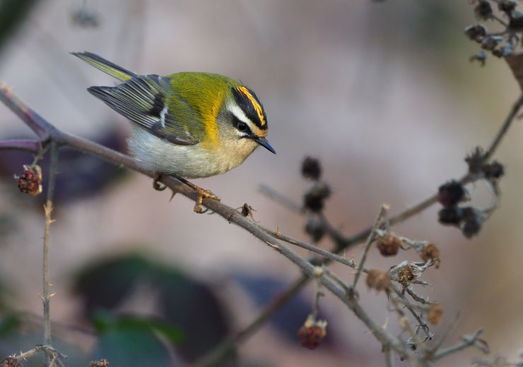 roitelet triple bandeau common firecrest