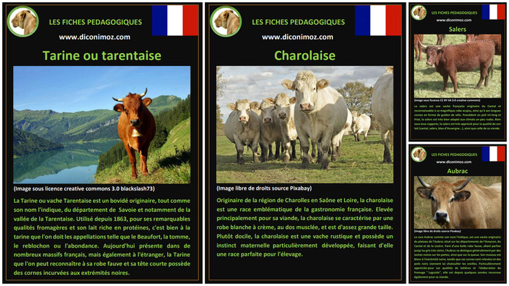 fiche animaux de la ferme les vaches à telecharger et a imprimer pdf comportement origine caractere race charolaise aubrac salers tarine tarentaise