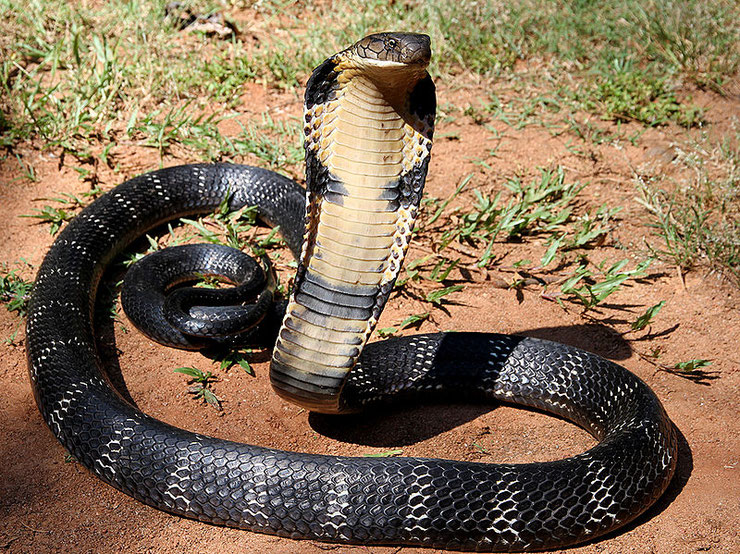 fiche serpent animaux cobra royal animal facts snake king cobra Ophiophagus hannah