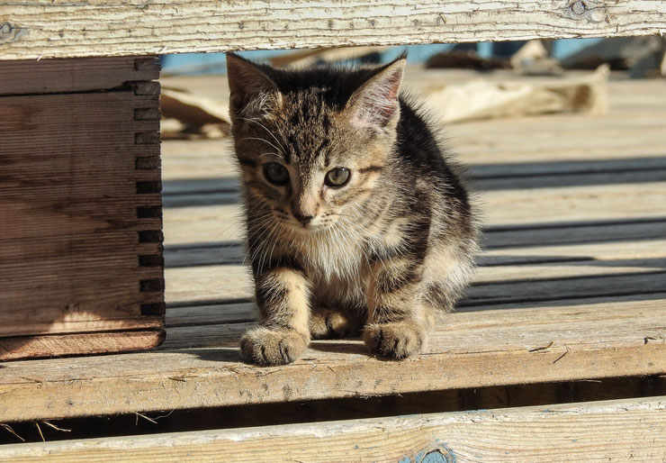 chaton qui joue a cache cache mignon bebe chat cute baby cate kitten