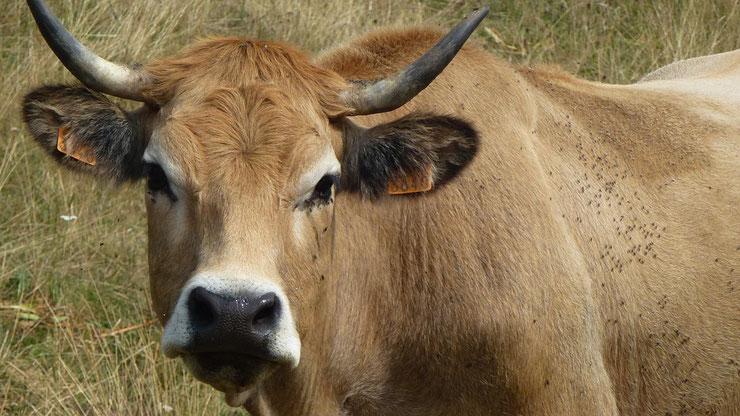 aubrac fiche vache animaux de la ferme