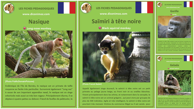 fiches animaux singe primates à telecharger et a imprimer pdf download animal fact gorille gelada saimiri nasique