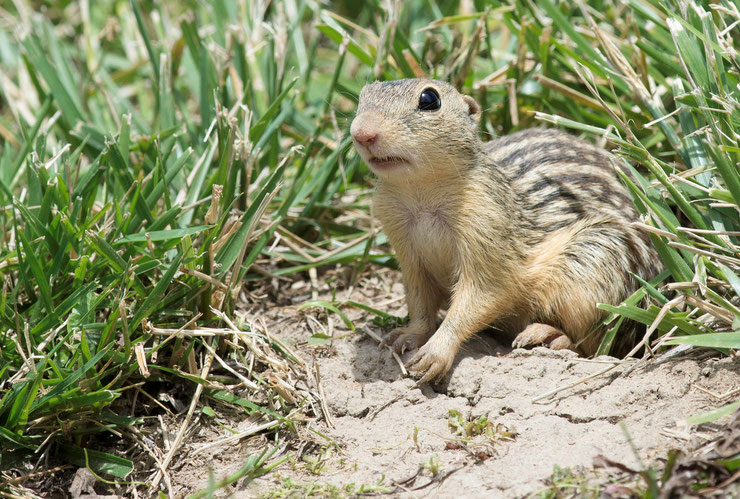 spermophile raye fiche animaux animal facts thirteen lined ground squirrel 