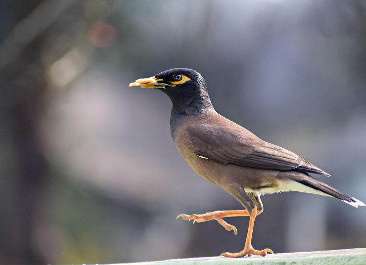 indian myna mainate religieux