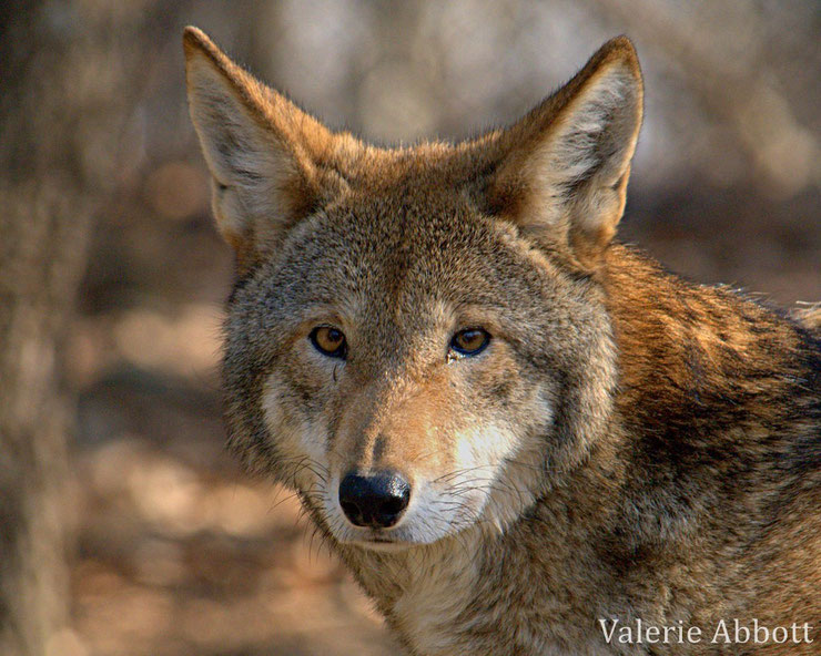 loup rouge fiche animaux sauvages animal fact red wolf