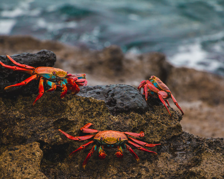 red rock crab crabe rouge de rocher