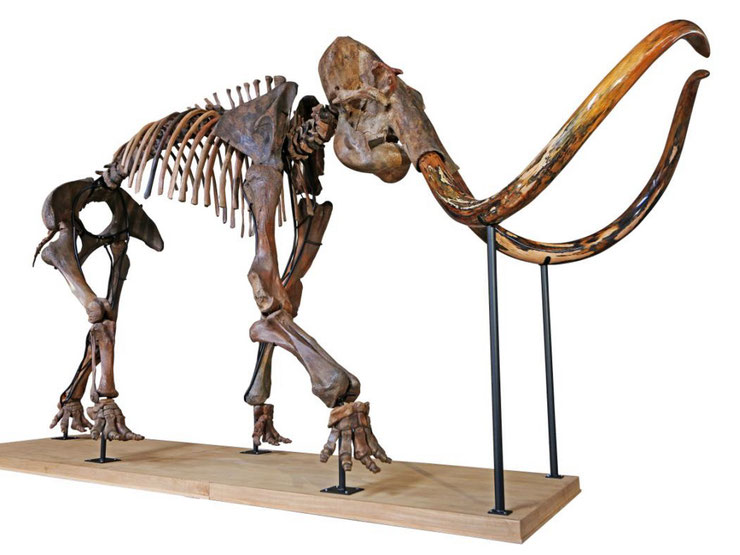 squelette mammouth skeleton mammoth animaux fiches disparus