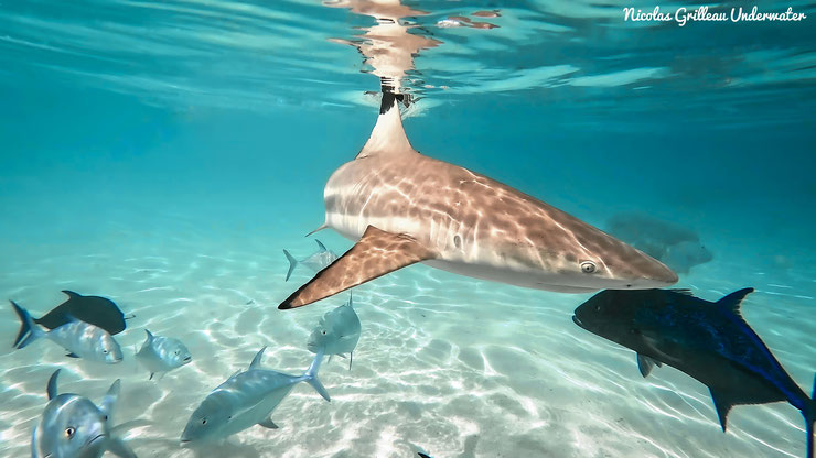 requin à pointes noires carcharhinus melanopterus comportement attaque ocean pacifique