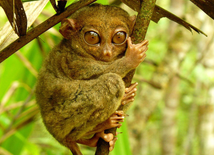 fiche animaux tarsier mammiferes philipines