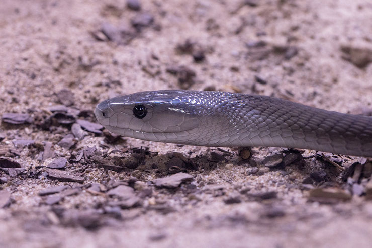 serpent mamba noir animal fiche reptile