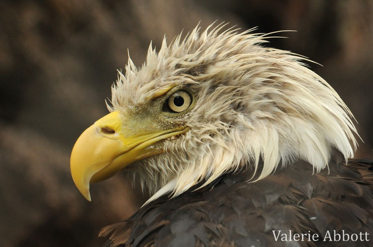 animaux canada quebec pyguargue a tete blanche aigle americain bald eagle