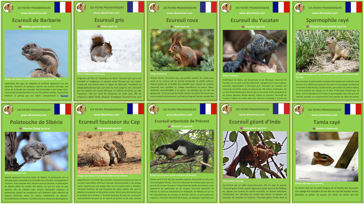 fiches animaux ecureuils 10 especes a travers le monde à telecharger et a imprimer pdf download animal fact ecureuil de barbarie gris roux fouisseur arboricole terrestre polatouche tamia spermophile yucatan inde