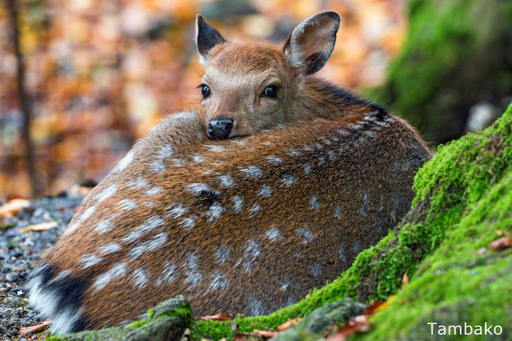 faon bébé cerf élaphe et biche