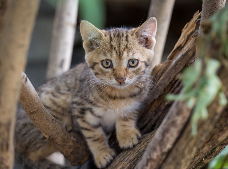 mignon petit chaton dans les arbres bebe chat kitten in the tree photo animaux mignons